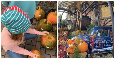 No pumpkin patch tickets? This Dublin garden centre is the next best thing