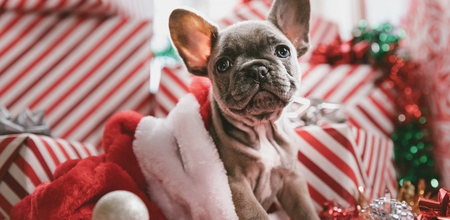 15 paw-some gifts from Penneys for your four-legged friends this Christmas
