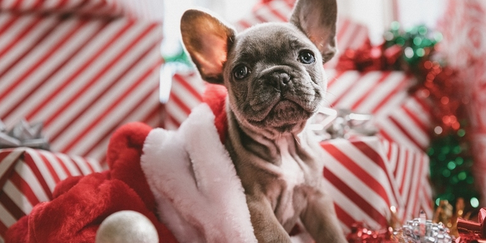 gifts for pets from Penneys