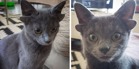 An adorable kitten that was born with four ears has gone viral