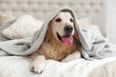 Ireland’s most popular dog names for 2021 have been revealed