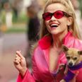 Legally Blonde 3 will catch up with Elle Woods as a working mum