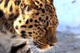Mother chases and fights off leopard to save her six-year-old son