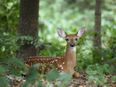 “A big problem”: Visitors urged to leave deer in Phoenix Park alone