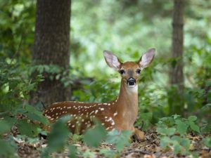 “A big problem”: Visitors urged to leave deer in Phoenix Park alone