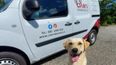 Crumlin Children’s Hospital introduce new initiative that brings pets to patients
