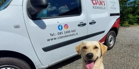 Crumlin Children’s Hospital introduce new initiative that brings pets to patients