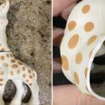 Mum issues warning after discovering mould in Sophie the giraffe teether