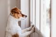 DSPCA urges pet owners not to forget their dogs as they return to office