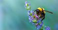 QUIZ: Consider yourself quite the eco-expert? Let’s put your Irish wildlife knowledge to the test!