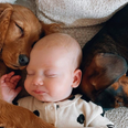 Stacey Solomon sparks debate after sharing photo of Rose and her dogs