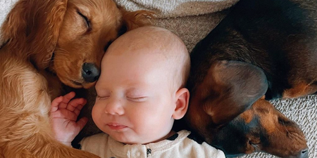 Stacey Solomon sparks debate after sharing photo of Rose and her dogs