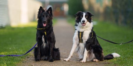 Dogs Trust appeal for two “in love” dogs to be adopted together