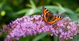 QUIZ: How well do you know your local wildlife? Answer these questions to find out!