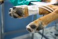 Gardaí investigating after “gruesome” discovery of decapitated dog in Dublin