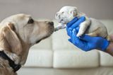 DSPCA appeal to the public to foster new mums and puppies