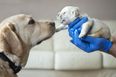 DSPCA appeal to the public to foster new mums and puppies