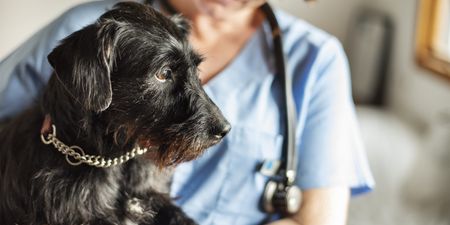 Dog owners, beware: everything you need to know about ‘Alabama rot’