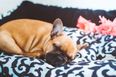 Pugs and French bulldogs could be banned in UK over health concerns