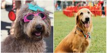 There is a festival for dogs (and dog owners) happening in Dublin this weekend