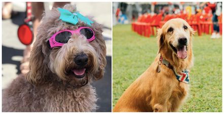 There is a festival for dogs (and dog owners) happening in Dublin this weekend