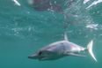Two women killed in shark attacks near popular tourist beach in Egypt