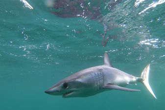 Two women killed in shark attacks near popular tourist beach in Egypt
