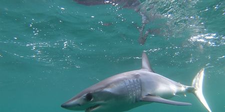 Two women killed in shark attacks near popular tourist beach in Egypt