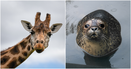 6 exciting wildlife experiences for families to visit in Ireland this summer