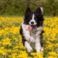 Ireland’s oldest dog Skippy dies aged 27