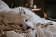Bereaved pet owners should be offered compassionate leave