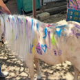 Teen Mom’s Farrah Abraham accused of animal cruelty after kids paint horse