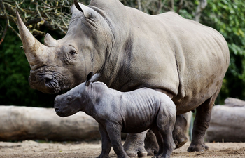 Concerns raised over animal welfare at Dublin Zoo following official inspection