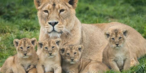 Nearly 300 animals died in Dublin Zoo, Tayto Park and Fota Island during past two years