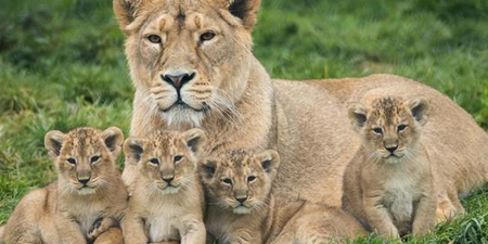 Nearly 300 animals died in Dublin Zoo, Tayto Park and Fota Island during past two years