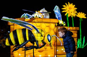 Dublin Zoo reveals the theme for Wild Lights 2022