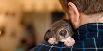 Dogs Trust seek public’s help after taking in 54 puppies in 3 weeks