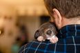Dogs Trust seek public’s help after taking in 54 puppies in 3 weeks