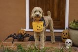 Here are some top tips for keeping your pets safe on Halloween