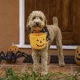 Here are some top tips for keeping your pets safe on Halloween