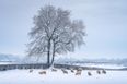 It doesn’t look like we’ll be getting a white Christmas this year