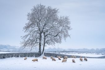 It doesn’t look like we’ll be getting a white Christmas this year