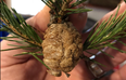 Mysterious clumps in Christmas tree should be removed immediately