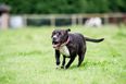 21 school children injured after two dogs attacked their playground