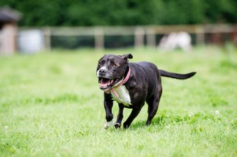 21 school children injured after two dogs attacked their playground