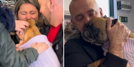 WATCH: DSPCA reunites family with stolen dog after two years