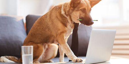 Bringing a dog to work can increase morale and productivity, says DSPCA