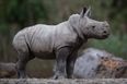 Dublin Zoo announces the birth of a baby rhino