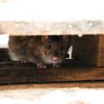 Neighbours see rats climbing curtains in abandoned Dublin house