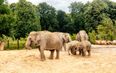 Dublin Zoo will be closed this week due to President Biden’s visit